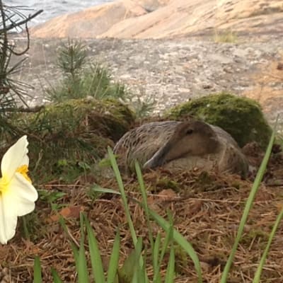 En ruvande ejder i Ekenäs yttre skärgård.
