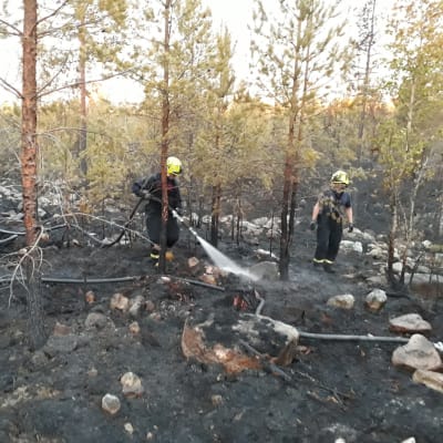 Tre brandmän släcker en skogsbrand.