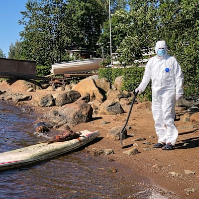 Mies suojapuvussa siivoaa rannalta kuollutta hyljettä surffilaudan avulla.