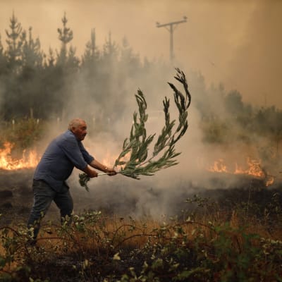 Kuvassa mies huitoo palavaa maastoa oksalla. taustalla näkyy palavaa metsää.