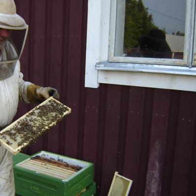 Bjarne Bruce visar upp innehållet i en bikupa.
