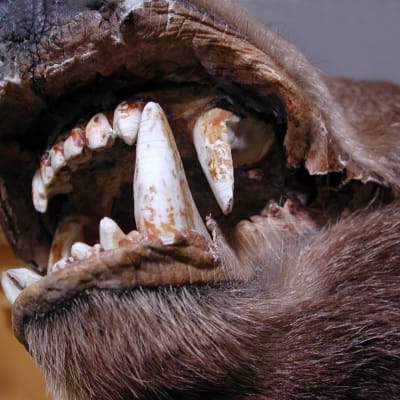 Björnen spetsiga tänder