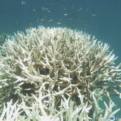 En korall som har drabbats av korallblekning