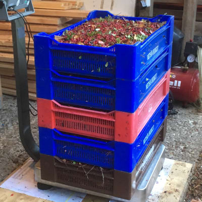 Jokaisen poimijan marjat punnitaan ja tuloksesta pidetään tarkasti kirjaa. Sunnuntaina saalis jäi 40-60 kiloon per poimija, joskus on päästy yli 200 kiloonkin.