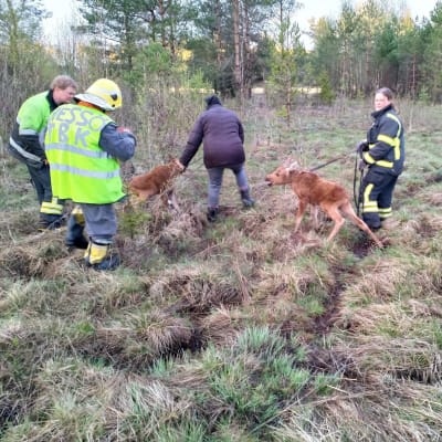 Wessö FBK räddar två älgkalvar på Vessö i Borgå
