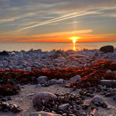 Aurinko laskee mereen, rannalla levää ja simpukkaa.