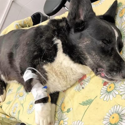Mustavalkoinen koira makaa koomassa pieneläinsairaalan peiton päällä. Jalassa nesteytysputki.