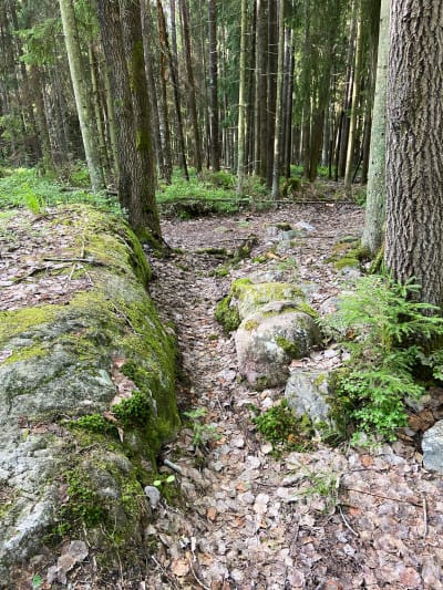 En uttorkad bäck i Linnaisskogen i Vanda. Marken och fåran är lövtäckt, på vardera sida syns stammar av träd och stenar.