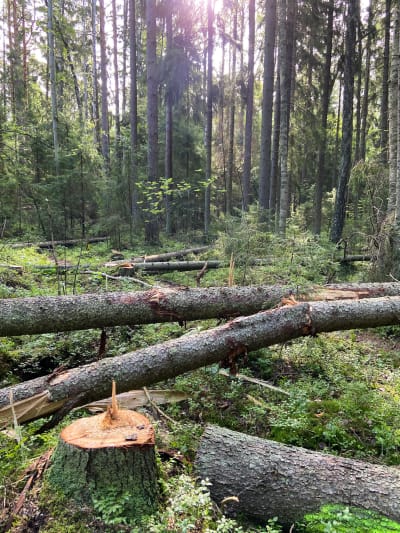 Nedhuggna trädstammar i Linnaisskogen.