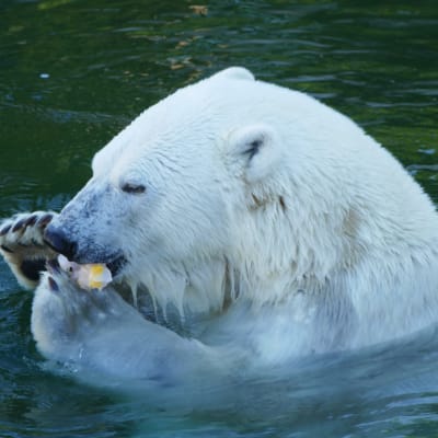 Jääkarhu syö jäädytettyä herkkua altaassa.