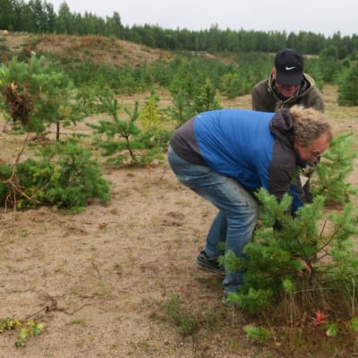 Ryttylän sorakuoppaa