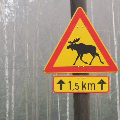 Hirvivaarasta kertova likkennemerkki. Taustalla sumuinen metsä.