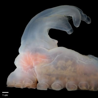Syvänmeren eläin, jonka harsomaisen limapinnan läpi voi nähdä sen sisäelimiä. Eläimellä on imukuppimaiset jalat ja ruumiin toisesta päästä ylöspäin nouseva uloke.