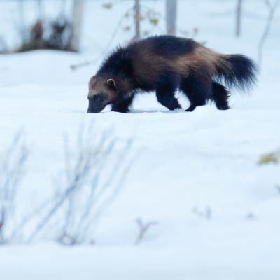 Ahma käyskentelee talvisessa metsässä.