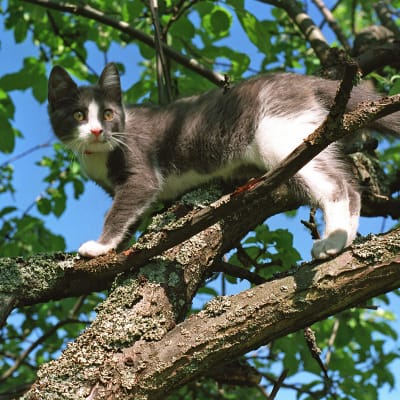 katt på gren