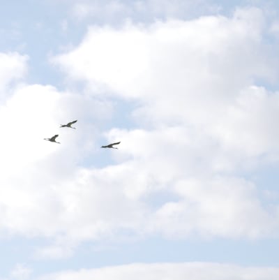 Flygande tranor över Söderfjärden