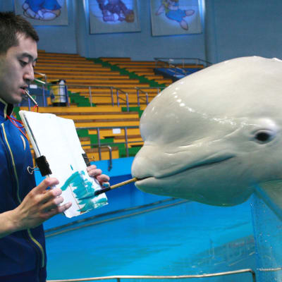 Artistic beluga whale becomes a celebrity at Polar Ocean World