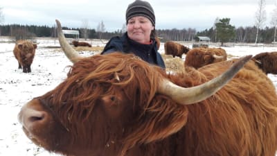 Kvinna borstar en ko av rasen Scotland High cattle.