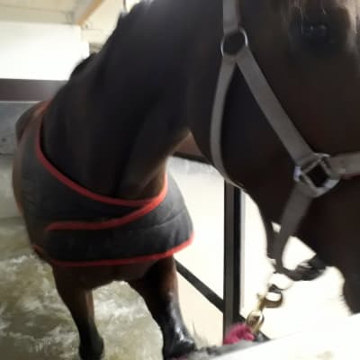 Hevonen kävelee vesikävelykoneessa