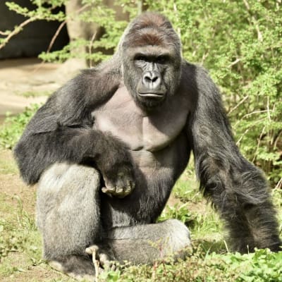 Gorillan Harambe i Cincinnatis zoo