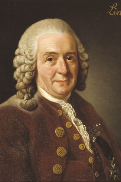 Carl von Linné målad av Alexander Roslin, 1775. Statens porträttsamling Gripsholm