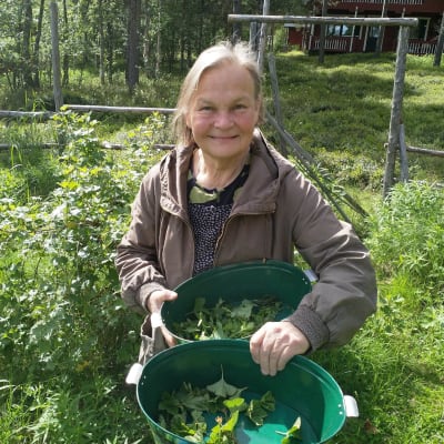 Nellimiläinen Ritva Kytölä kerää joka kesä kasveja teeaineiksi.