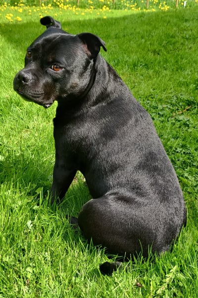 Svart hund 