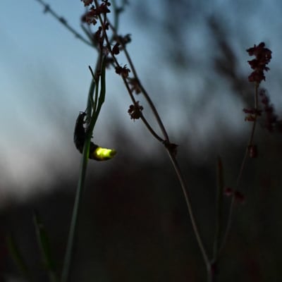 Kuvassa kiiltomato roikkuu oksalla