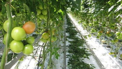 Tomater hänger i klasar på plantor i växthus