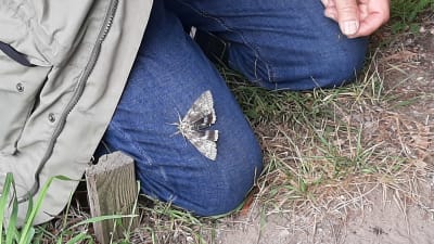 Blåbandat ordensfly, en stor fjäril med gråaktiga vingar och en blå bakvinge, sitter på ett par jeans.