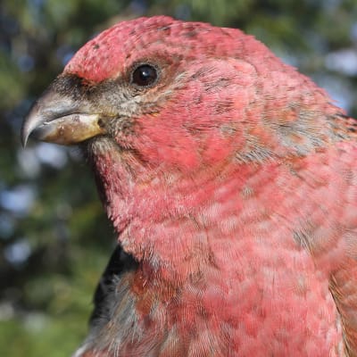 Väritykseltään punainen lintu lähikuvassa metsässä
