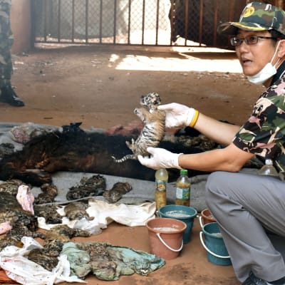 Tigerungar hittades i frys i tempel i Thailand.
