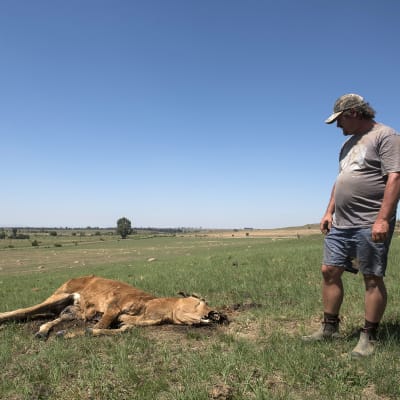Den sydafrikanska jordbrukaren Chrisjan Putter har förlorat åtta kor under de tre senaste månaderna på grund av torkan