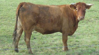 En ko av arten Limousin.
