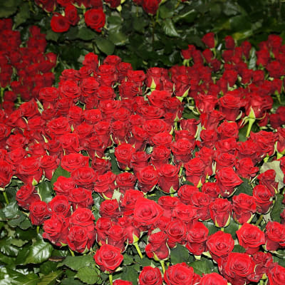 Trädgårdens vår 2010