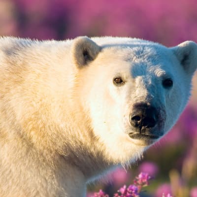 Hudson Bayn arktisen alueen kesä on kova koettelemus jääkarhuille ja niiden pennuille.