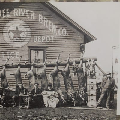 Valkohäntapeuran metsästyssaalis Michiganissa vuodelta 1903.