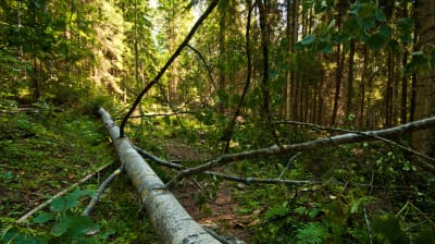 Ett träd som fallit över en stig i en skog.
