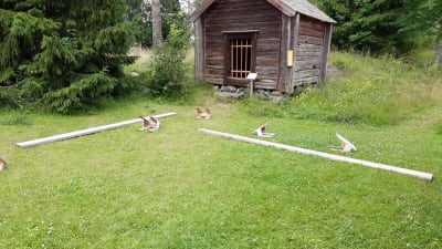 Bockar ligger omkullvälta på en gräsmatta framför en trästuga.