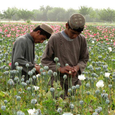 Två afghanska pojkar utvinner mjölk ur opiumvallmo, som ska förädlas till opium. I förgrunden redan skördade blommor, i bakgrunden ett fält av ljusröda opiumvallmon.