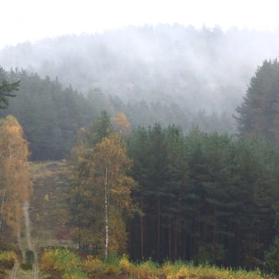 Skyddad natur i Tyskland. Löv- och barrträd i förgrunden. I bakgrunden dimma och mera träd.