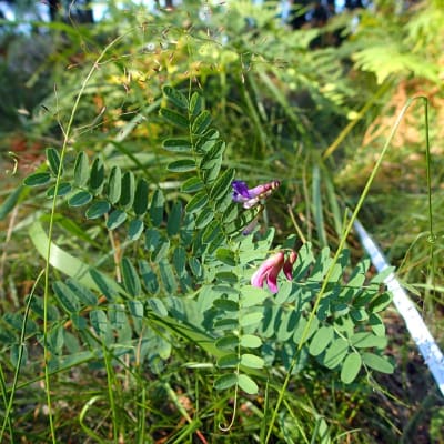 En blommande växt av arten backvicker.