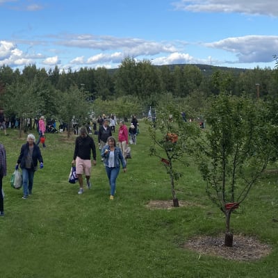 Ihmiset hakevat omenia Survon omenatarhalta Jyväskylässä.