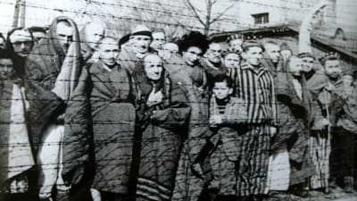 Överlevande fångar i Auschwitz i januari 1945.