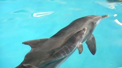 delfin i bassäng