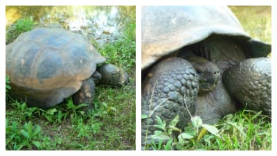 Jättesköldpadda på Galápagos