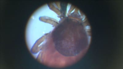 Fästing under mikroskop