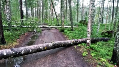 Träd ligger tvärs över en skogsväg efter att en åskby fällt trädet.