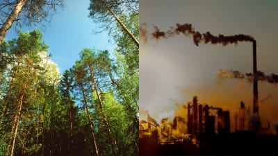 Bildcollage av en grön och lummig skog, och ett fabriksområde med mycket utsläpp.