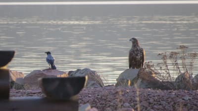 En kråka och en havsörn sitter vid stranden, i solnedgångsljus.